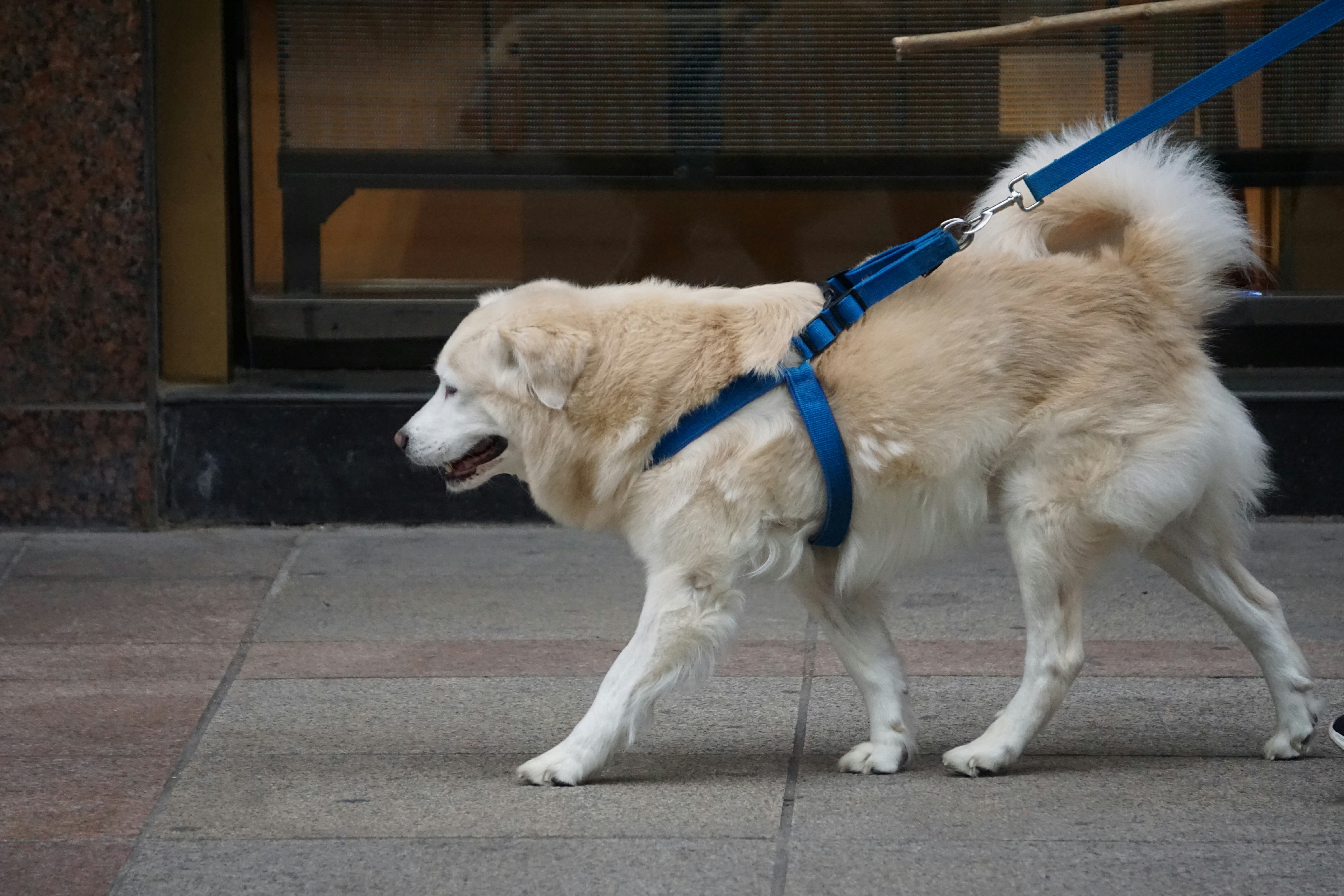chien laisse